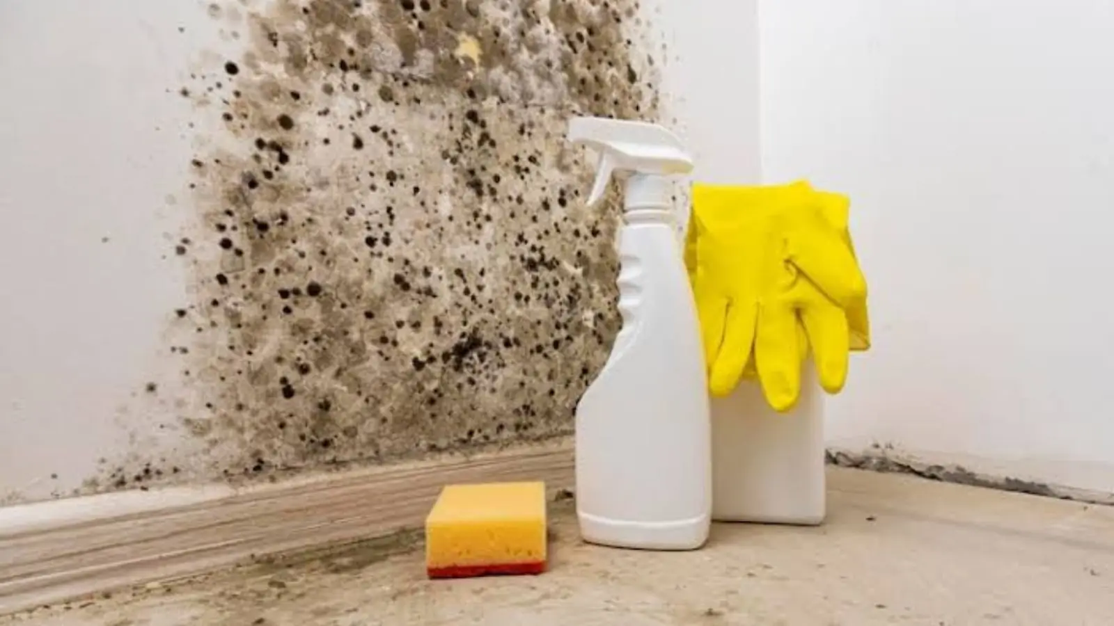 Black mold spots on a wall corner beside a spray bottle, sponge and rubber gloves